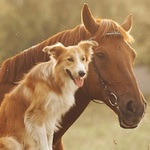 Veterinarian Services