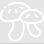 magic mushroom Vancouver