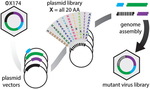 Saturation Mutagenesis for Comprehensive Libraries