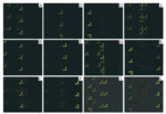 Diagnostic Probes Oligos Synthesis