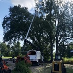 Tree Services