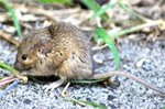 Rat Removal