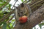 Possum Removal Melbourne