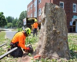 Lumberjack Tree Service Lumberjack Tree Service