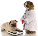 Veterinary Clinic Veterinary Clinic